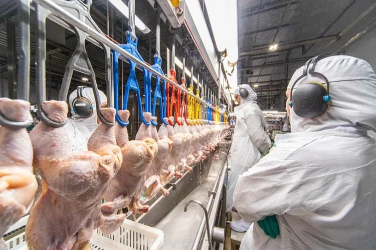Brasil deve suspender exportações de frango à China após caso de doença de Newcastle em SC