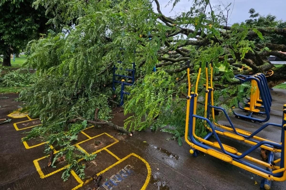Tempestade derruba árvore e danifica academia ao ar livre em Franca
