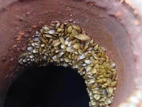 Molusco invasor se espalha pelos rios brasileiros e ameaça hidrelétricas